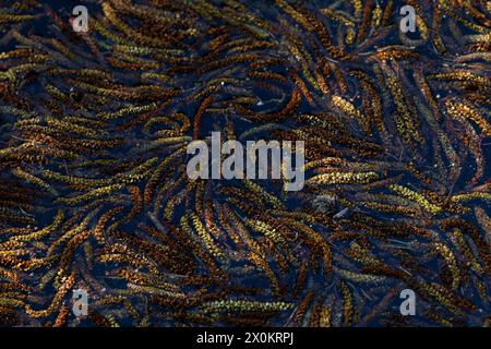 Männliche Erlenkatzen (Alnus), die im Wasser eines Sees schwimmen, Nahaufnahme, Deutschland Stockfoto