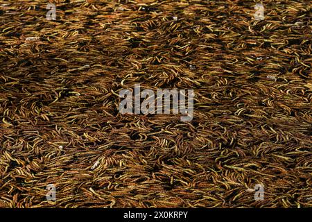 Männliche Erlenkatzen (Alnus), die im Wasser eines Sees schwimmen, Deutschland Stockfoto