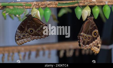Elegante Schmetterlinge, Metamorphosen, die lebendig erfasst werden Stockfoto
