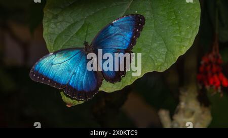 Schillernder Schmetterling auf üppigem Laub Stockfoto