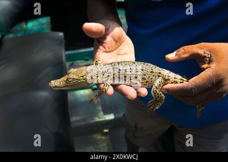 Kleines Babykrokodil in der Hand des Mannes. Stockfoto