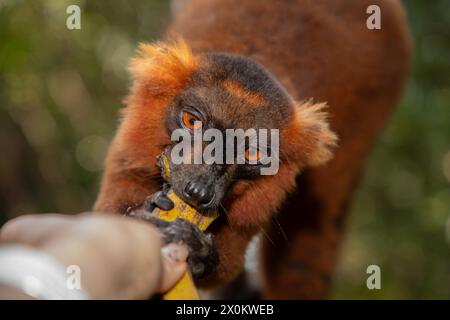 Rotlemur (Eulemur Coronatus), endemisches Tier aus Madagaskar. Palmarium Park Hotel. Selective Focus süßes lustiges leuchtendes rotes Tier mit schwarzem und rotem Vater Stockfoto