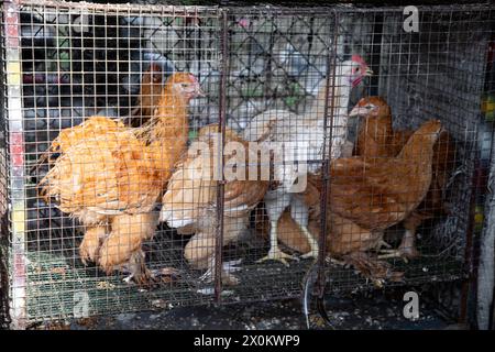 Lebende Hühner in Käfigen, die auf einem kleinen Straßenmarkt in Sri Lanka zum Verkauf angeboten werden Stockfoto