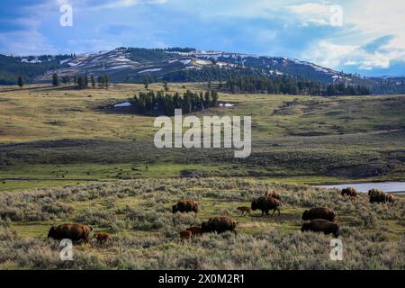American Bison Herde im Yellowstone National Park Stockfoto