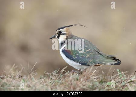 Der nördliche Kiebitz (Vanellus vanellus), auch bekannt als Peewit oder Pewit, Tuit oder Tewit, Green Plover oder Pyewipe oder einfach nur Kiebling, Stockfoto