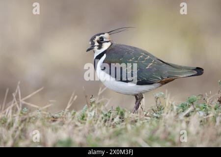 Der nördliche Kiebitz (Vanellus vanellus), auch bekannt als Peewit oder Pewit, Tuit oder Tewit, Green Plover oder Pyewipe oder einfach nur Kiebling, Stockfoto