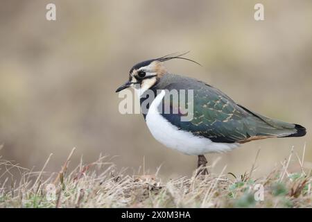 Der nördliche Kiebitz (Vanellus vanellus), auch bekannt als Peewit oder Pewit, Tuit oder Tewit, Green Plover oder Pyewipe oder einfach nur Kiebling, Stockfoto