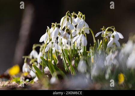 Schneeglöckchen blüht im Frühjahr Stockfoto