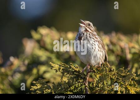 Männliche Melospiza melodia singt im Frühjahr Stockfoto