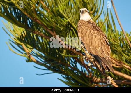 Ein Eastern Osprey, Pandion haliaetus cristatus, sitzt in einer Norfolk Island Pine Tree in Point Walter, Perth, Western Australia. Stockfoto