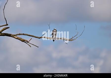 Osprey spannt Flügel auf einem Zweig Stockfoto