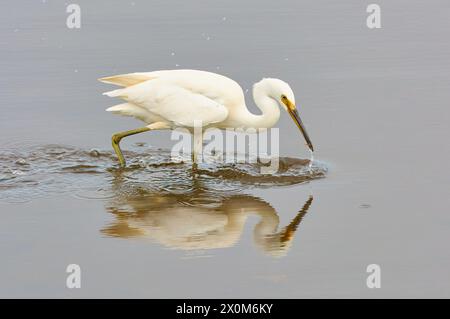 Ein östlicher Großreiher, Ardea alba modesta, Pirsch- und Jagdessen im flachen Wasser am Bibra Lake, Perth, Western Australia. Stockfoto