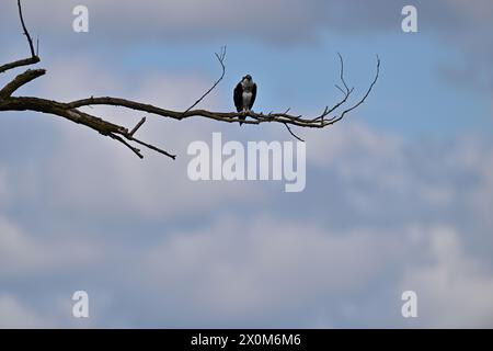 Osprey spannt Flügel auf einem Zweig Stockfoto