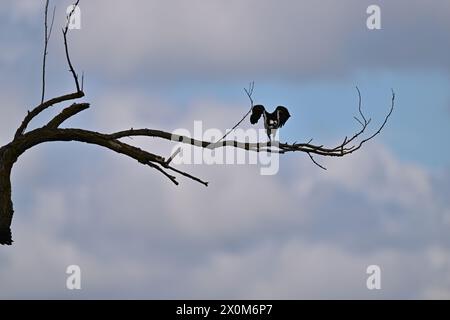 Osprey spannt Flügel auf einem Zweig Stockfoto