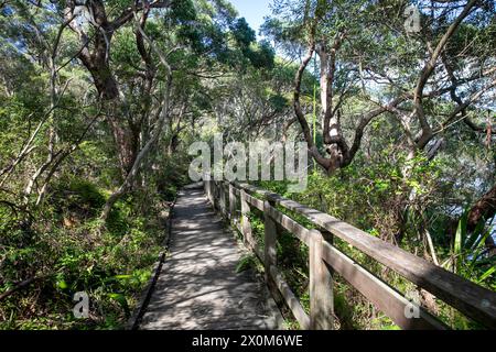 Sydney Coastal Walk, Bradleys Head Walking Trail am Nordufer des Hafens von Sydney bietet Blick auf den Hafen, Sydney, NSW, Australien Stockfoto