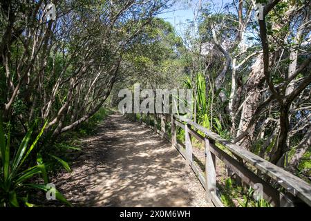 Sydney Coastal Walk, Bradleys Head Walking Trail am Nordufer des Hafens von Sydney bietet Blick auf den Hafen, Sydney, NSW, Australien Stockfoto
