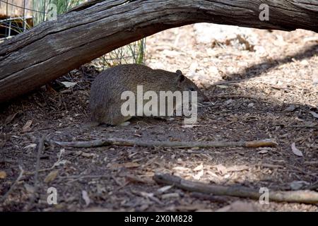 Die südbraunen Bandicoots sind etwa so groß wie ein Kaninchen und haben eine spitze Schnauze, einen buckligen Rücken, einen dünnen Schwanz und große Hinterfüße Stockfoto