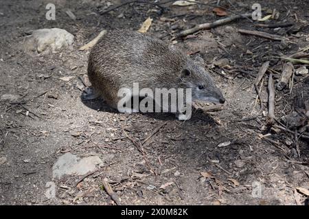 Die südbraunen Bandicoots sind etwa so groß wie ein Kaninchen und haben eine spitze Schnauze, einen buckligen Rücken, einen dünnen Schwanz und große Hinterfüße Stockfoto