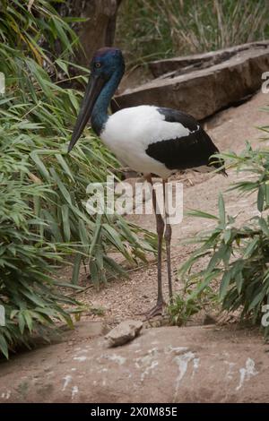 Der Jabiru oder Schwarzhalsstorch ist ein schwarz-weißer Wasservogel, der beeindruckend 1,3m m hoch ist und eine Flügelspanne von etwa 2m m hat. Kopf und Hals schon Stockfoto