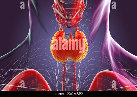 3D-Darstellung einer gesunden Schilddrüse. Die Schilddrüse produziert Hormone, die an der Regulierung des Stoffwechsels beteiligt sind. Stockfoto