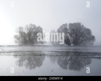 Eine abstrakte Ansicht von zwei Bäumen, die von Morgenlicht und Nebel umrahmt werden, reflektiert das stille Wasser im Norden von Idaho. Stockfoto