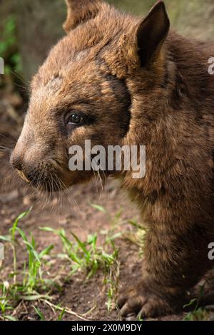 Der südliche Wombat ist eine von drei noch existierenden Wombats-Arten. Sie findet sich in verstreuten Gebieten von semiariden Gestrüpp und Mallee aus der osterzeit Stockfoto