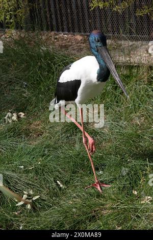 Der Jabiru oder Schwarzhalsstorch ist ein schwarz-weißer Wasservogel, der beeindruckend 1,3m m hoch ist und eine Flügelspanne von etwa 2m m hat. Kopf und Hals schon Stockfoto