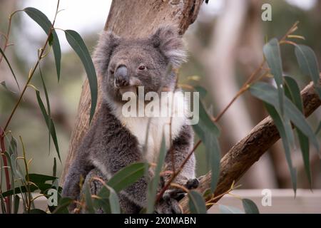 Der Koala hat einen großen runden Kopf, große pelzige Ohren und große schwarze Nase. Ihr Fell ist meist grau-braun mit weißem Fell auf der Brust, den inneren Armen, Stockfoto