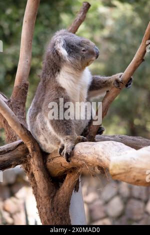 Der Koala hat einen großen runden Kopf, große pelzige Ohren und große schwarze Nase. Ihr Fell ist meist grau-braun mit weißem Fell auf der Brust, den inneren Armen, Stockfoto