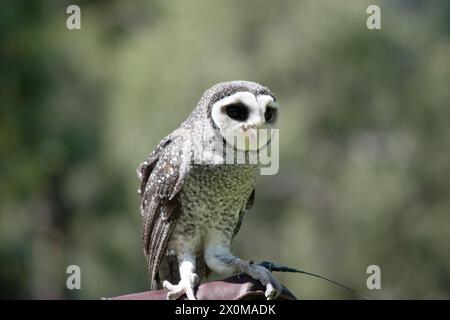 Die weniger rußige Eule hat eine dunkelrußgraue Farbe, mit großen Augen in einem grauen Gesicht, feinen weißen Flecken oben und unten und einem blassen Bauch. Stockfoto