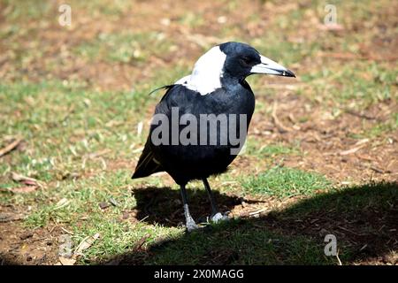 Die Elster ist ein unverwechselbarer Vogel mit glänzenden schwarzen und leuchtend weißen Markierungen. Stockfoto