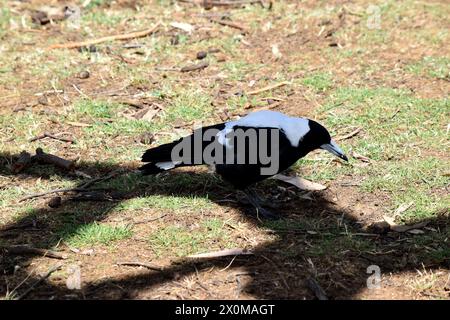 Die Elster ist ein unverwechselbarer Vogel mit glänzenden schwarzen und leuchtend weißen Markierungen. Stockfoto