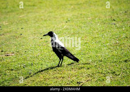 Die Elster ist ein unverwechselbarer Vogel mit glänzenden schwarzen und leuchtend weißen Markierungen. Stockfoto