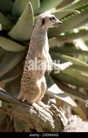 Erdmännchen sind kleine Säugetiere mit grauem und braunem Fell. Sie haben dunkle Flecken um ihre Augen, um ihre Augen vor der Sonne zu schützen Stockfoto