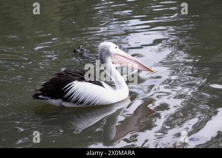 Australische Pelikane sind einer der größten fliegenden Vögel. Sie haben einen weißen Körper und Kopf und schwarze Flügel. Sie haben einen großen rosa Schein. Stockfoto