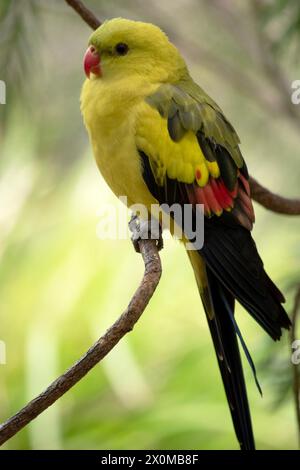 Der männliche Regent Parrot hat ein allgemein gelbes Aussehen, wobei der Schwanz und die Außenkanten der Flügel dunkelblau-schwarz sind Stockfoto