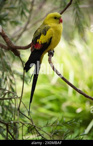 Der männliche Regent Parrot hat ein allgemein gelbes Aussehen, wobei der Schwanz und die Außenkanten der Flügel dunkelblau-schwarz sind Stockfoto