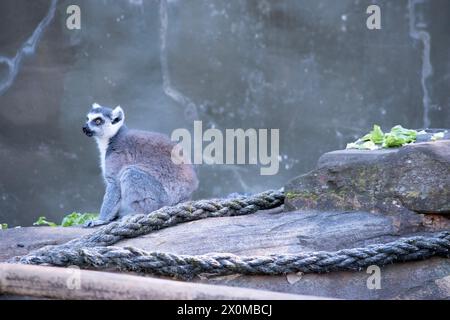 Ringschwanz-Lemurrücken sind grau bis rotbraun mit grauen Gliedmaßen und dunkelgrauen Köpfen und Hälsen. Sie haben weiße Bäuche. Stockfoto