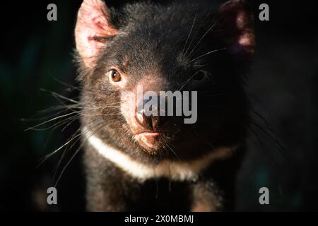 Der Tasmanische Teufel ist ein fleischfressendes Beuteltier der Familie Dasyuridae. Sie war früher auf dem australischen Festland präsent, erloschen dort jedoch Stockfoto