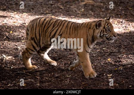 Tigerjungen haben ein goldenes Fell mit dunklen Streifen, der Tiger ist die größte Wildkatze der Welt. Stockfoto