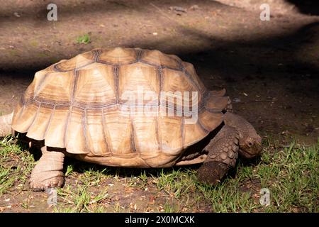 Aldabras Schildkröten sind eine der weltweit größten Landschildkröten Stockfoto