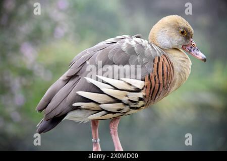 Das Gesicht und der Vorderhals der gefiederten Pfeifente sind hell, die Krone und der Hinterhals blassbraun und die braunen Federn des oberen Rückens sind umrandet Stockfoto