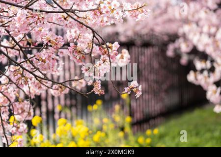 Kawazu-Kirschblüte am Yodo Suiro Waterway in Kyoto, Japan. Stockfoto