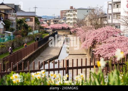 Kawazu-Kirschblüte am Yodo Suiro Waterway in Kyoto, Japan. Stockfoto