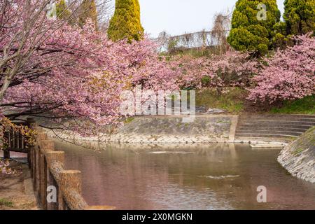 Kawazu-Kirschblüte am Yodo Suiro Waterway in Kyoto, Japan. Stockfoto