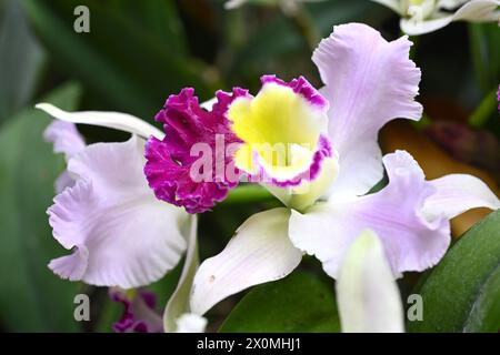 Nanning, China. April 2024. Besucher sehen am 12. April 2024 eine Orchideenausstellung in voller Blüte in Nanning, China. (Foto: Costfoto/NurPhoto) Credit: NurPhoto SRL/Alamy Live News Stockfoto