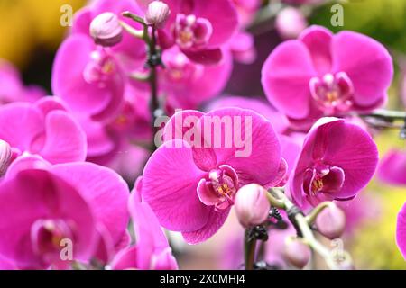 Nanning, China. April 2024. Besucher sehen am 12. April 2024 eine Orchideenausstellung in voller Blüte in Nanning, China. (Foto: Costfoto/NurPhoto) Credit: NurPhoto SRL/Alamy Live News Stockfoto