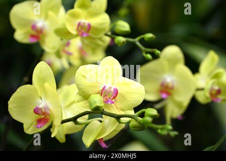 Nanning, China. April 2024. Besucher sehen am 12. April 2024 eine Orchideenausstellung in voller Blüte in Nanning, China. (Foto: Costfoto/NurPhoto) Credit: NurPhoto SRL/Alamy Live News Stockfoto