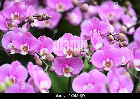 Nanning, China. April 2024. Besucher sehen am 12. April 2024 eine Orchideenausstellung in voller Blüte in Nanning, China. (Foto: Costfoto/NurPhoto) Credit: NurPhoto SRL/Alamy Live News Stockfoto