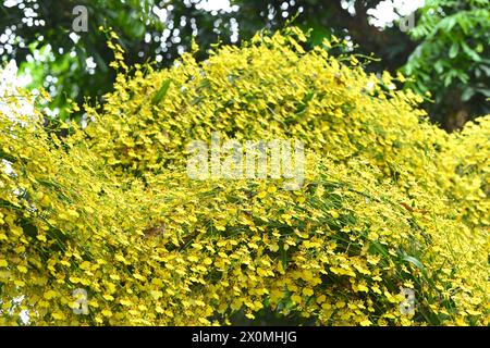 Nanning, China. April 2024. Besucher sehen am 12. April 2024 eine Orchideenausstellung in voller Blüte in Nanning, China. (Foto: Costfoto/NurPhoto) Credit: NurPhoto SRL/Alamy Live News Stockfoto